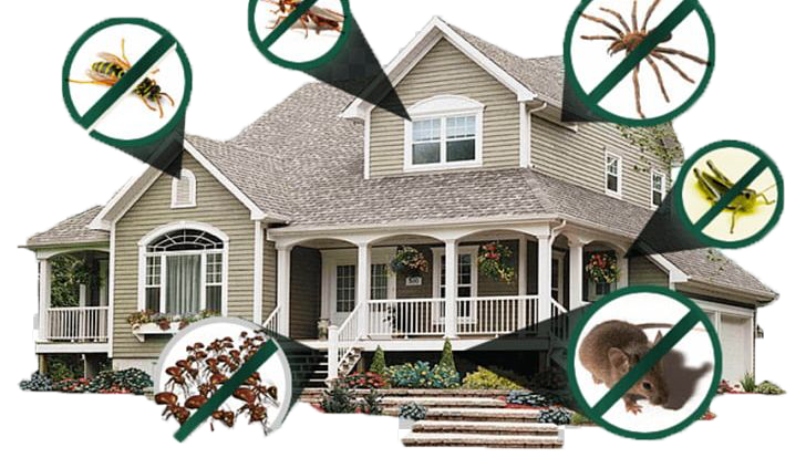 Pest Solution Management About