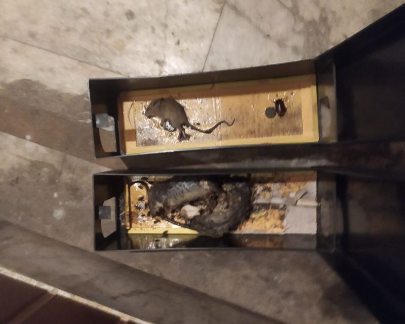 Pest Solution Management Gallery