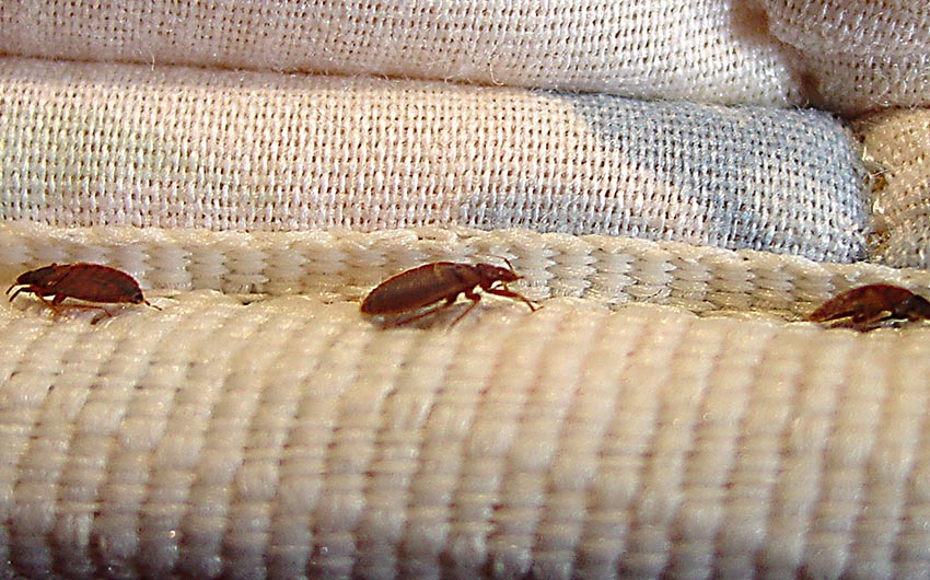 Pest Solution Management Bed Bugs Services