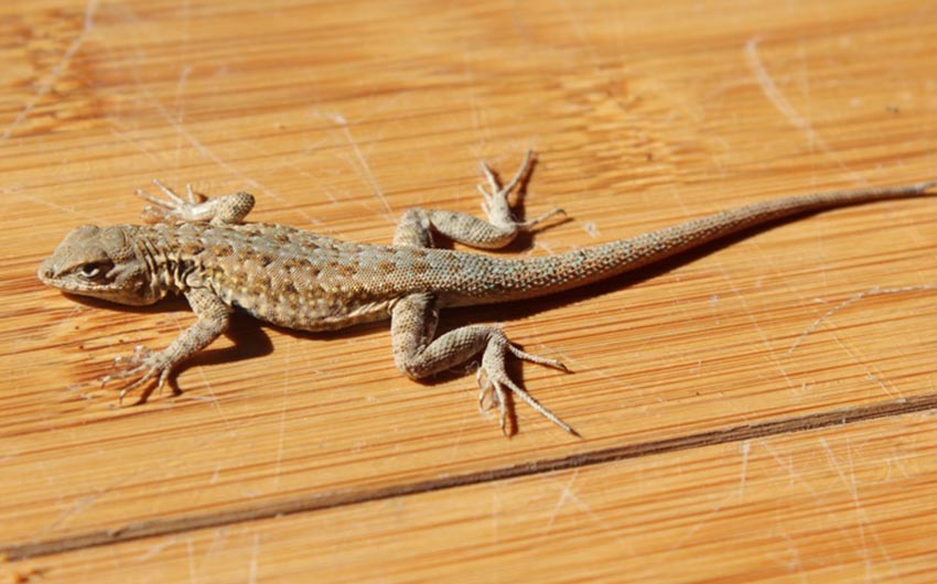 Pest Solution Management Lizard Services