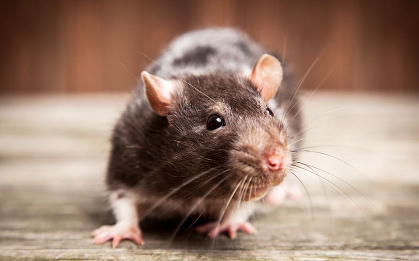 Pest Solution Management Rat Services