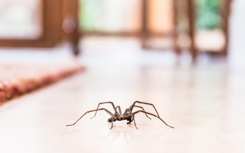 Pest Solution Management Spider Services