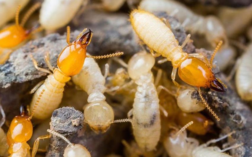 Pest Solution Management Termites Services